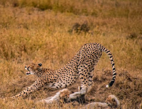 Best Tanzanian Safaris To Sign Up For With Your Family