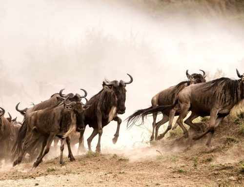 All You Need To Know About The East African Wildebeest Migration